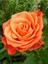 Videolu Yediveren Kokulu Turuncu Renk (50 80 Cm) Saksılı Aşılı Gül Fidanı Orange Rose 1