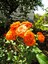 Videolu Yediveren Kokulu Turuncu Renk (50 80 Cm) Saksılı Aşılı Gül Fidanı Orange Rose 2