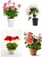 Videolu Özel Seri Sardunya (20 40 Cm) 4 Adet Saksılı Çiçekli Bodur Bitki Pelargonium 1