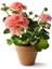 Videolu Özel Seri Sardunya (20 40 Cm) 4 Adet Saksılı Çiçekli Bodur Bitki Pelargonium 3
