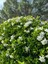 Videolu Gardenya Çiçeği (30 50 Cm)1 Adet Saksılı/ Tüplü Çiçekli Bahçe Bitkisi Balkon Gardenia 2