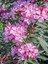 Videolu Pembe Renkli Zakkum Çiçeği Fidanı (40 60CM) Adet Saksılı Dış Mekan Bitkisi Nerium Oleander 3