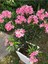 Videolu Pembe Renkli Zakkum Çiçeği Fidanı (40 60CM) Adet Saksılı Dış Mekan Bitkisi Nerium Oleander 4