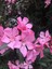 Videolu Pembe Renkli Zakkum Çiçeği Fidanı (40 60CM) Adet Saksılı Dış Mekan Bitkisi Nerium Oleander 5