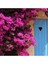 Videolu Pembe Renkli Begonvil Çiçeği Fidanı (70 120 Cm)1 Adet Dış Mekan Süs Bitkisi Bougainvillea 1
