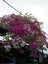 Videolu Pembe Renkli Begonvil Çiçeği Fidanı (70 120 Cm)1 Adet Dış Mekan Süs Bitkisi Bougainvillea 3