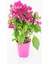Videolu Pembe Renkli Begonvil Çiçeği Fidanı (70 120 Cm)1 Adet Dış Mekan Süs Bitkisi Bougainvillea 4