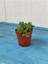 Tespih Boncuk Çiçeği Senecio Herreianus 5,5 cm Saksı Kaktüs 1