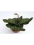 Gasteria Pillansii Sukulent Bitki 1