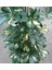 Şeflera-Schefflera Arboricola (Gold Capella)2 Dallı - 90-110CM 4