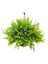 Nephrolepsis Fujer - Aşk Merdiveni - Ev Ofis Salon Iç Mekan Bitkisi - Ø:14 cm - H:40 cm 1