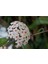 Beyaz Mum Çiçeği Hoya 10 - 15 cm 1