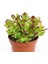 Crassula Ovata, Para Çiçeği, Şans Agaçı Large 1