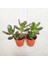 Crassula Ovata, Para Çiçeği, Şans Agaçı Large 2