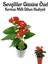 Kadınlar Gününe Özel Hediyelik Antoryum(Anthurium) 20-40CM Çiçeği Kırmızı Milli Hediyeli 1