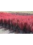 Videolu Roket Berberis Fidanı (40 60 Cm)1 Adet Saksılı Dış Mekan Bitkisi Berberis Thunbergii 1