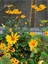 Videolu 1 Adet Sarı Çalı Papatyası Çiçeği 20-30 cm Saksılı Çiçekli Bodur Bitkiler Euryops Pectinatus 1