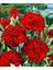 Videolu 1 Adet Mis Kokulu Kırmızı Karanfil Çiçeği Fidanı 15-30 cm Tüplü Çiçekli Bitki Carnation 1
