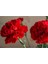 Videolu 1 Adet Mis Kokulu Kırmızı Karanfil Çiçeği Fidanı 15-30 cm Tüplü Çiçekli Bitki Carnation 2