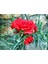 Videolu 1 Adet Mis Kokulu Kırmızı Karanfil Çiçeği Fidanı 15-30 cm Tüplü Çiçekli Bitki Carnation 3