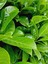 Videolu 1 Adet Yeşil Çıtır Taflan Çiçeği Fidanı 20-40 cm Tüplü Çiçekli Bodur Bitkiler Euonymus 5