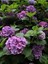 Videolu Mor Ortanca (80 100 Cm)1 Adet Sakksılı Çiçekli Bahçe Bitkisi Hydrangea Macrophylla 1