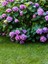 Videolu Mor Ortanca (80 100 Cm)1 Adet Sakksılı Çiçekli Bahçe Bitkisi Hydrangea Macrophylla 2