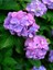 Videolu Mor Ortanca (80 100 Cm)1 Adet Sakksılı Çiçekli Bahçe Bitkisi Hydrangea Macrophylla 3
