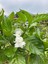 Videolu Kokulu Ful Yasemin (70 120 Cm)1 Adet Saksılı Çiçekli Bahçe Bitkisi Jasminum 2