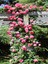 Videolu Pembe Sarmaşik Çardak Gülü (70 120 Cm)1 Adet Saksılı Dış Mekan Sarmaşık Wisteria 1