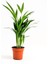 Mini Salon Palmiyesi Chamaedorea 30-40 cm Areka Palmiyesi 1