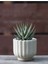Haworthia Zebrina (Yılanderisi) Sukulent Bitki 1