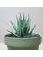 Haworthia Zebrina (Yılanderisi) Sukulent Bitki 2