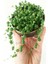Tesbih Çiçeği [inci Tanesi] Senecio Rowleyanus 1