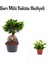 Hediyelik Bonsai Bitkisi Kadınlar Gününe Özel Sarı Milii Kaktüs Hediyeli 1