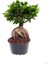 Hediyelik Bonsai Bitkisi Kadınlar Gününe Özel Sarı Milii Kaktüs Hediyeli 2