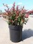 Videolu 1 Adet Berberis Çiti Çiçeği Fidanı 40-60 cm Tüplü Çiçekli Bodur Bitkiler Berberis Vulgaris 2