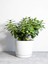 Videolu Para Çiçeği Ağacı (10 40 Cm)1 Adet Saksılı Iç/ Dış Mekan Bitkisi Crassula 1