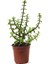 Videolu Para Çiçeği Ağacı (10 40 Cm)1 Adet Saksılı Iç/ Dış Mekan Bitkisi Crassula 3