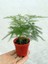 Videolu 1 Adet Mini Tül Kuşkonmazı Çiçeği 5-15 cm Tüplü Çiçekli Bodur Bitkiler Asparagus Setaceus 1