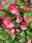 Videolu 1 Adet Kırmızı Begonya Çiçeği 25-35 cm Saksılı Iç Mekan Bitkileri Begonia 3