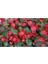 Videolu 1 Adet Kırmızı Begonya Çiçeği 25-35 cm Saksılı Iç Mekan Bitkileri Begonia 4