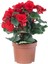 Videolu 1 Adet Kırmızı Begonya Çiçeği 25-35 cm Saksılı Iç Mekan Bitkileri Begonia 5