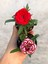 Videolu 2'li Karışık Renk Mini Karanfil Çiçeği 10-15 cm Tüplü Çiçekli Bodur Dianthus Caryophyllus 1