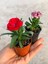 Videolu 2'li Karışık Renk Mini Karanfil Çiçeği 10-15 cm Tüplü Çiçekli Bodur Dianthus Caryophyllus 2