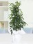 Benjamin Bitkisi 100 120 cm Ficus Benjamina Danielle Salon Ev Ofis Bitkisi 1
