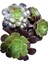 Aeonium Arboreum Var. Atropurpureum Sukulent Bitki 4