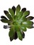 Aeonium Arboreum Var. Atropurpureum Sukulent Bitki 1