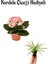 Hediyelik Açık Pembe Renk Kalanşo(Kalanchoe) Çiçeği Kadınlar Gününe Özel Kurdele Çiçeği Hediyeli 1