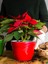 Videolu Atatürk Çiçeği (30 40 Cm)1 Adet Saksılı Çiçekli Iç Mekan Bitkisi Poinsettia 3